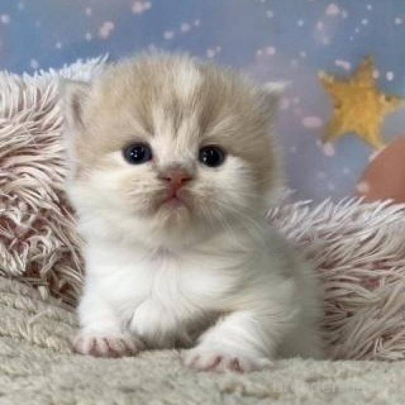 販売中の大阪府のスコティッシュフォールド-135180の4枚目