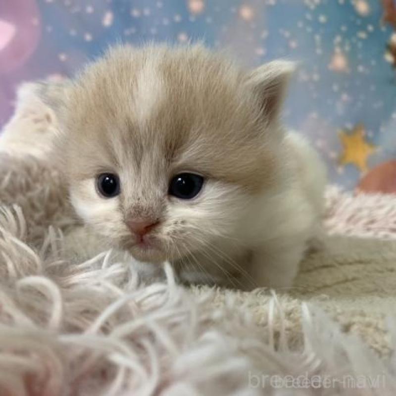 販売中の大阪府のスコティッシュフォールド-135180の2枚目