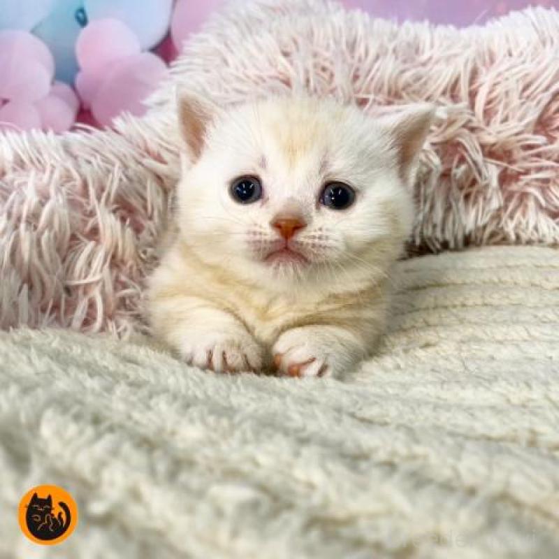 販売中の大阪府のマンチカン(短足)-135182