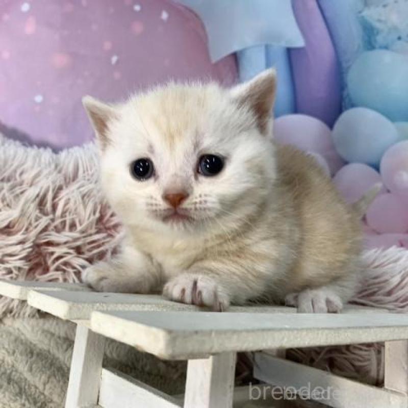 販売中の大阪府のマンチカン(短足)-135182の6枚目