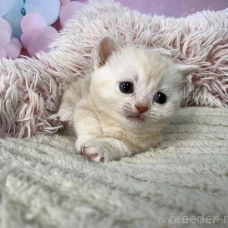 販売中の大阪府のマンチカン(短足)-135182の5枚目