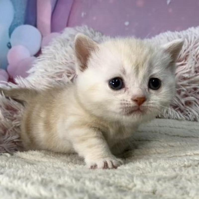 販売中の大阪府のマンチカン(短足)-135182の4枚目