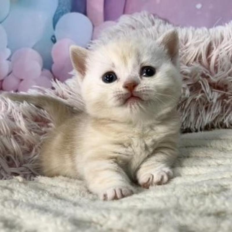 販売中の大阪府のマンチカン(短足)-135182の3枚目