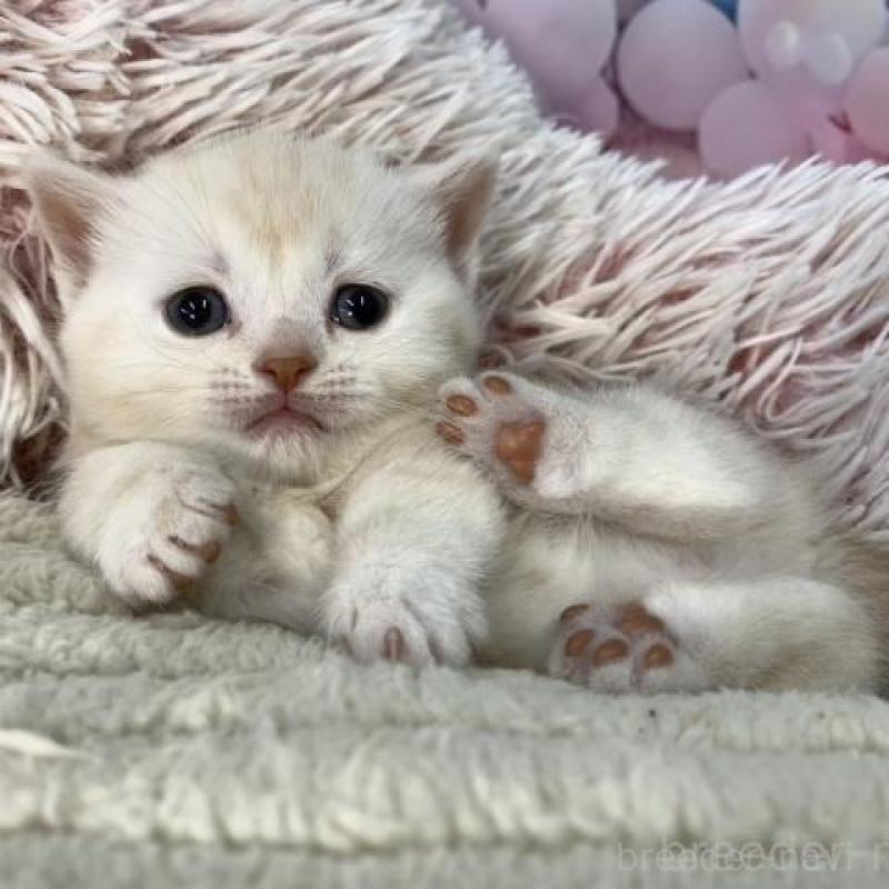 販売中の大阪府のマンチカン(短足)-135182の2枚目