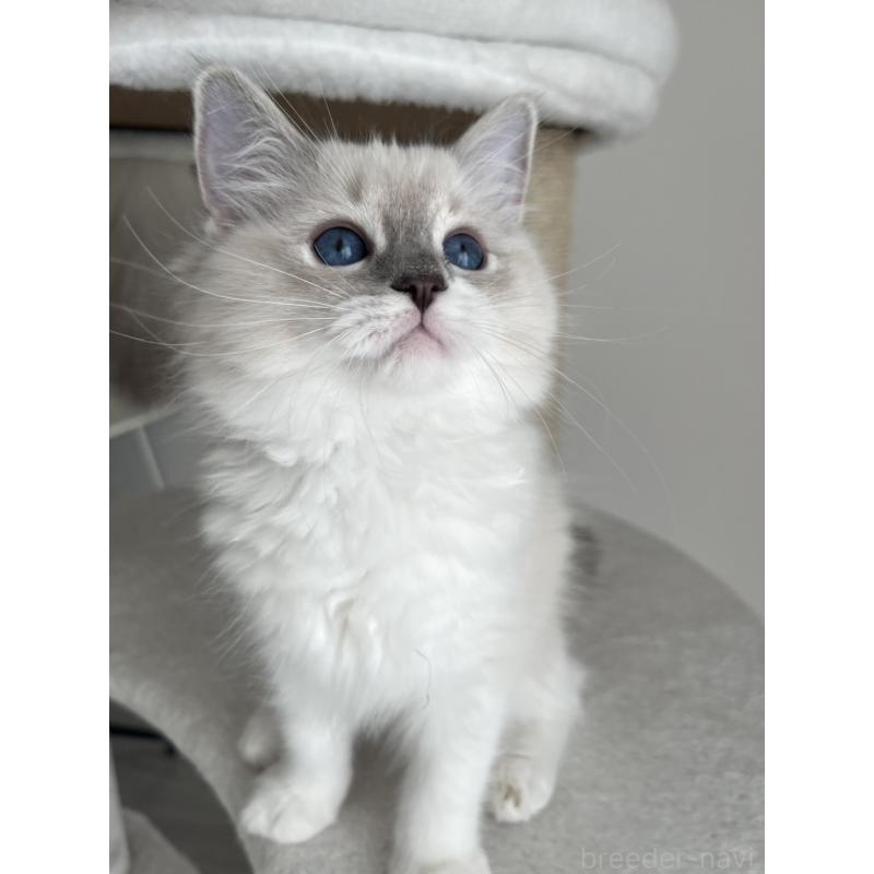 販売中の福島県のラグドール-135183の9枚目