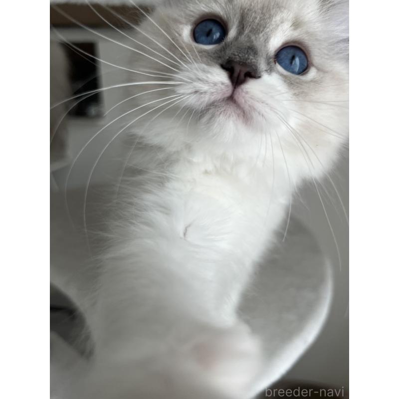 販売中の福島県のラグドール-135183の8枚目
