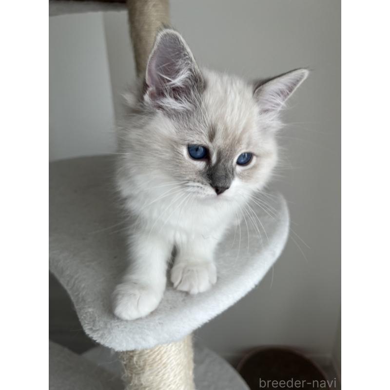 販売中の福島県のラグドール-135183の7枚目