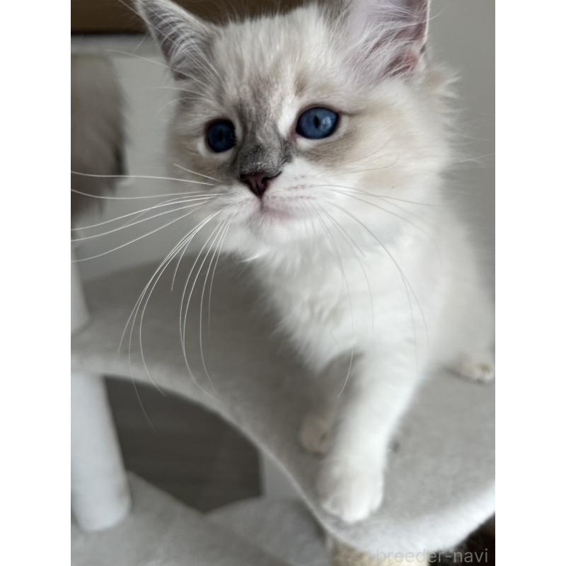 販売中の福島県のラグドール-135183の6枚目