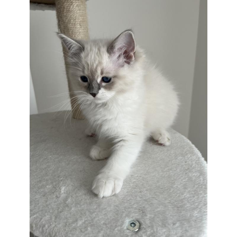 販売中の福島県のラグドール-135183の5枚目