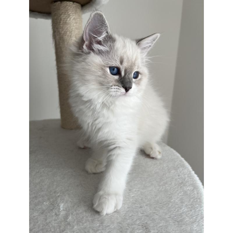 販売中の福島県のラグドール-135183の3枚目