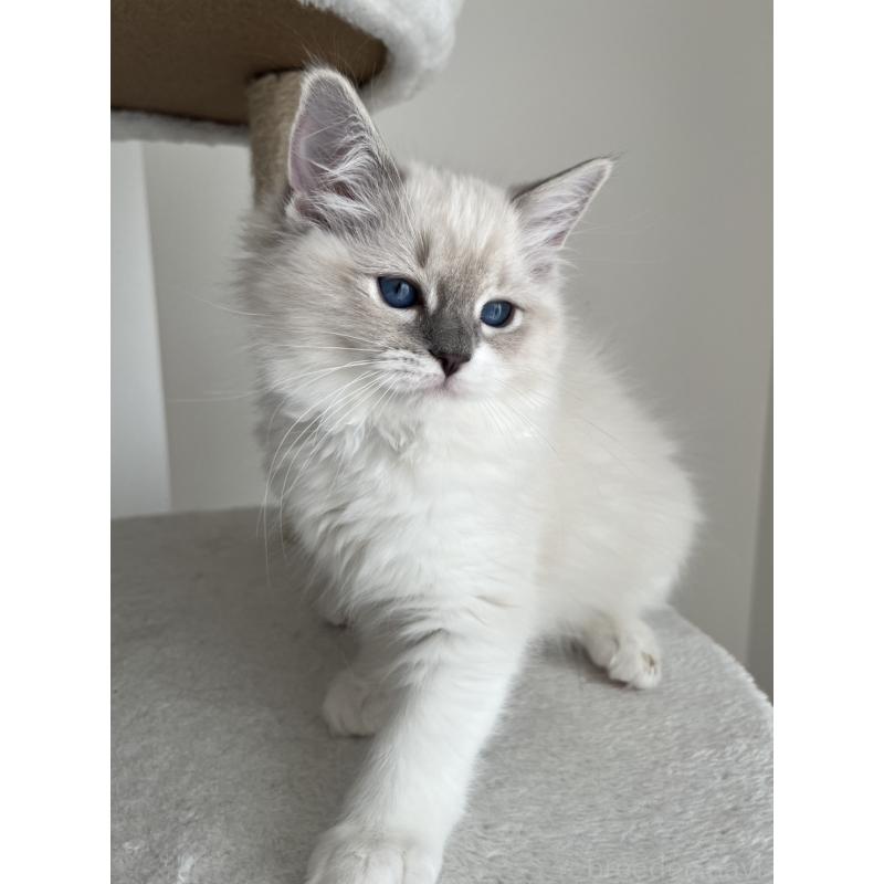 販売中の福島県のラグドール-135183の4枚目