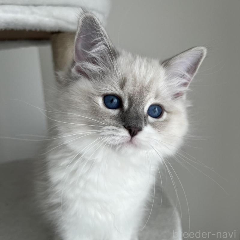 販売中の福島県のラグドール-135183の1枚目