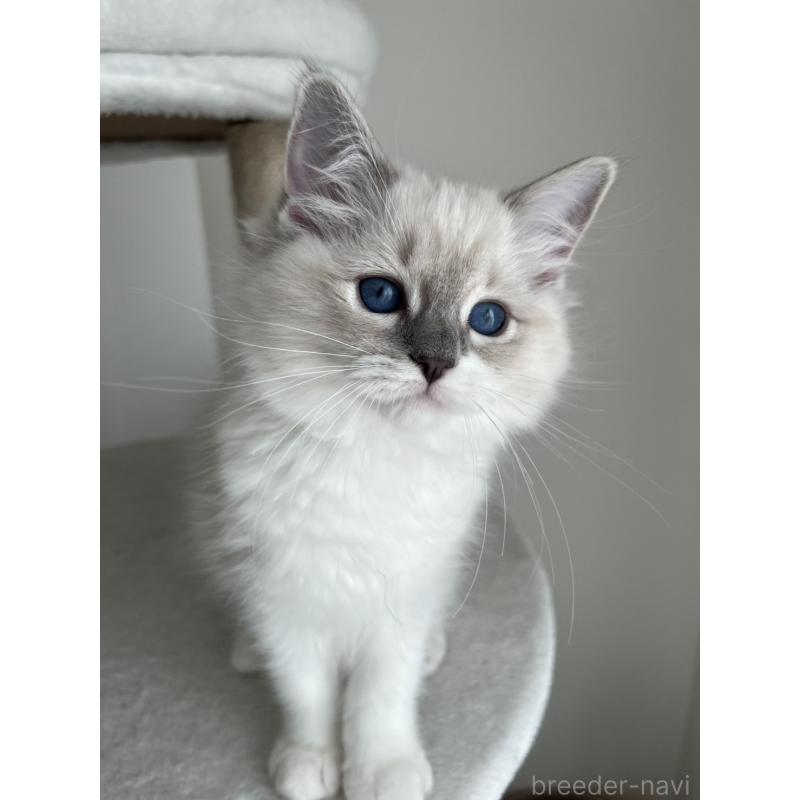 販売中の福島県のラグドール-135183の2枚目