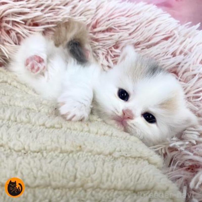 販売中の大阪府のスコティッシュフォールド-135184