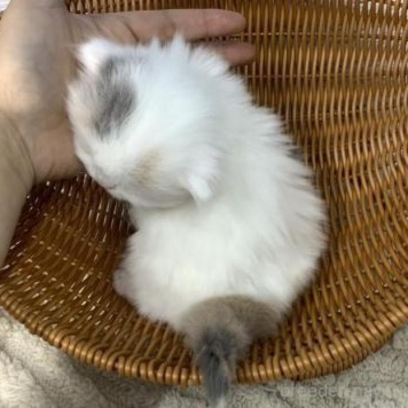 販売中の大阪府のスコティッシュフォールド-135184の6枚目