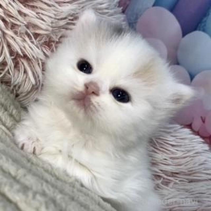 販売中の大阪府のスコティッシュフォールド-135184の5枚目