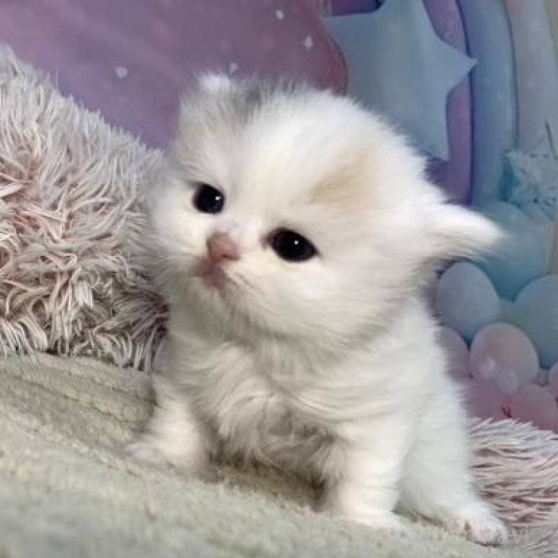 販売中の大阪府のスコティッシュフォールド-135184の3枚目