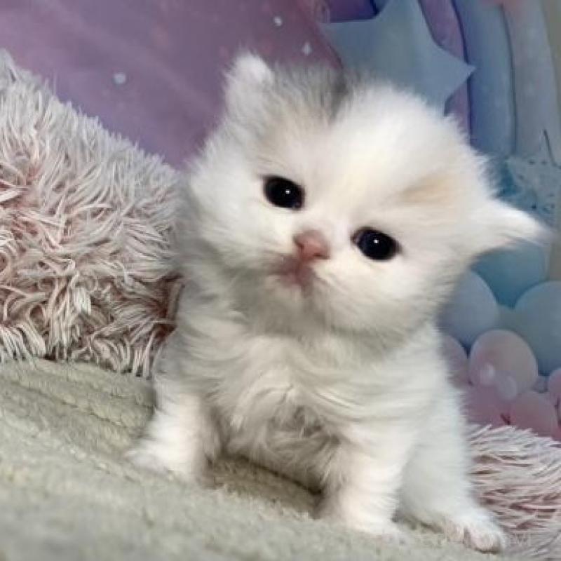 販売中の大阪府のスコティッシュフォールド-135184の2枚目