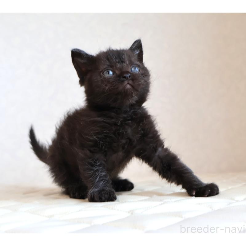 販売中の静岡県のセルカークレックス-134430の25枚目