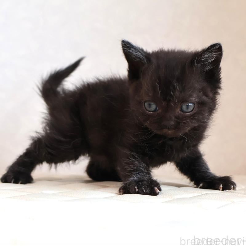 販売中の静岡県のセルカークレックス-134430の23枚目