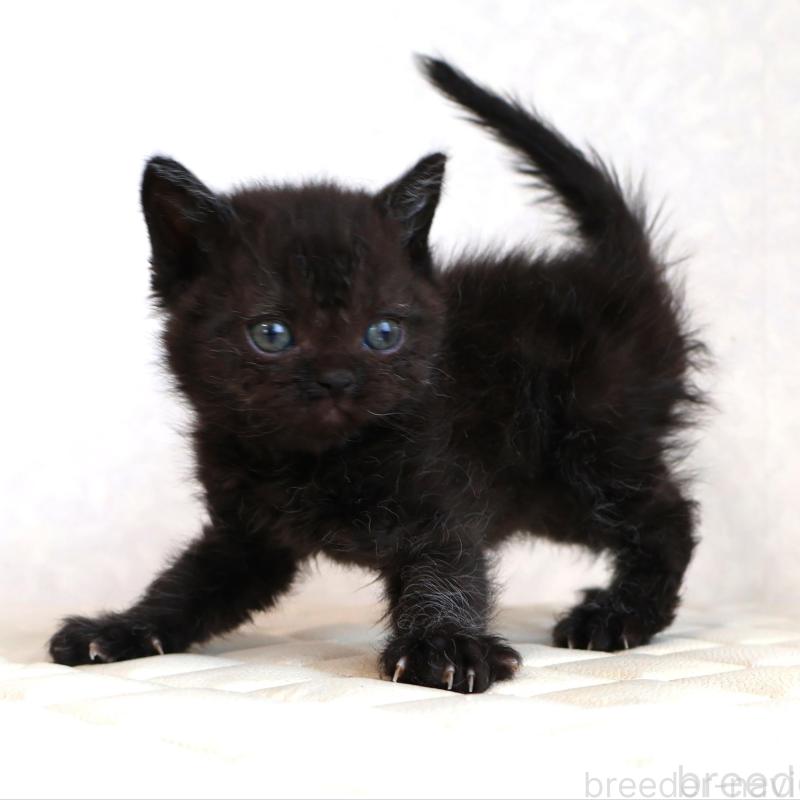 販売中の静岡県のセルカークレックス-134430の22枚目