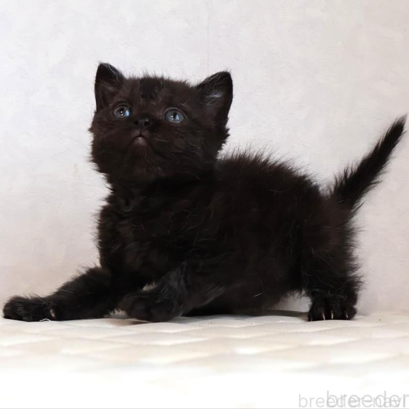 販売中の静岡県のセルカークレックス-134430の21枚目