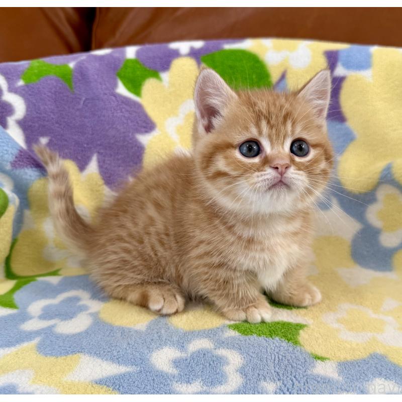 販売中の神奈川県のマンチカン-134271