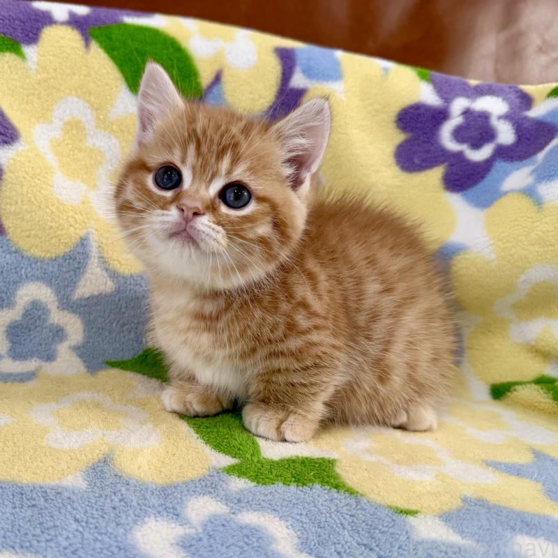 成約済の神奈川県のマンチカン-134271の10枚目