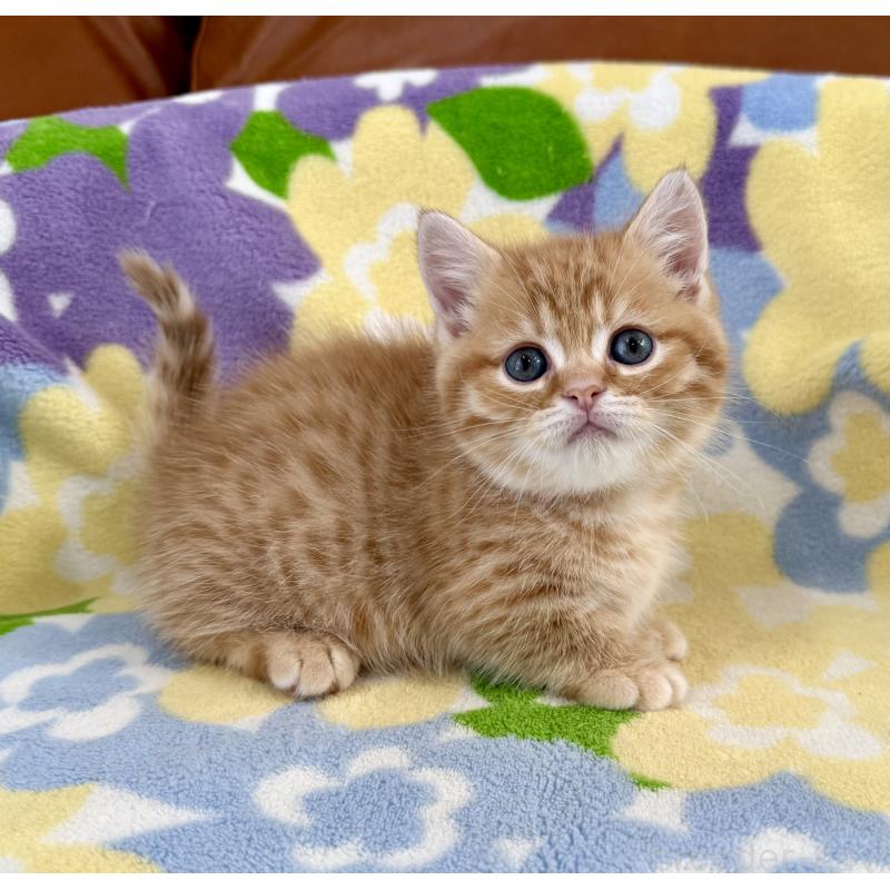 成約済の神奈川県のマンチカン-134271の9枚目