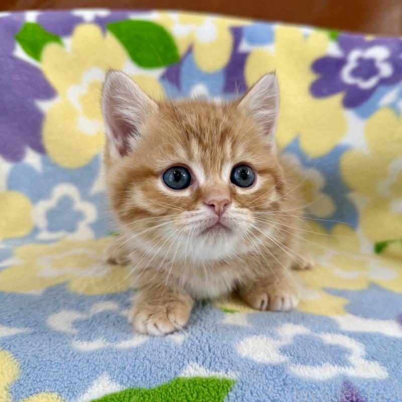 成約済の神奈川県のマンチカン-134271の8枚目