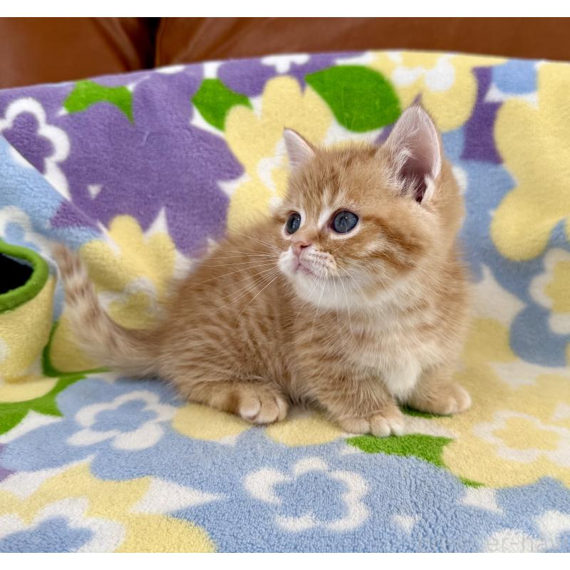 成約済の神奈川県のマンチカン-134271の7枚目