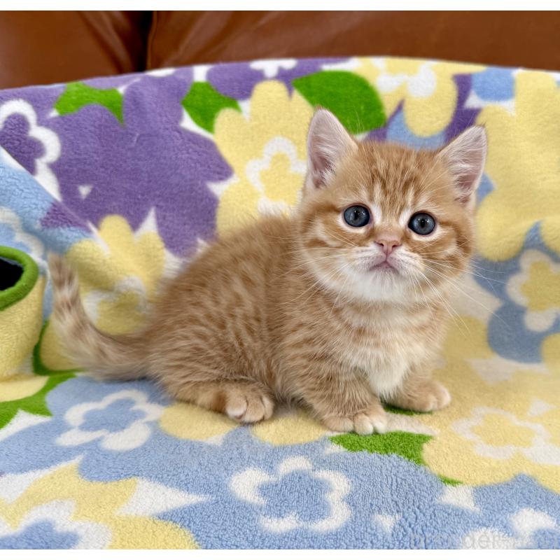 成約済の神奈川県のマンチカン-134271の6枚目