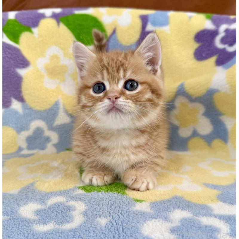 成約済の神奈川県のマンチカン-134271の4枚目