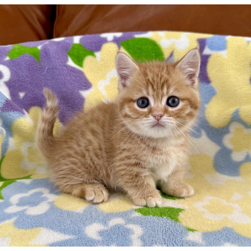 成約済の神奈川県のマンチカン-134271の3枚目