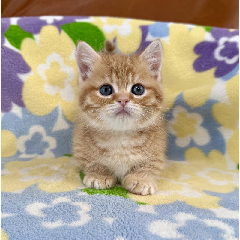 成約済の神奈川県のマンチカン-134271の2枚目