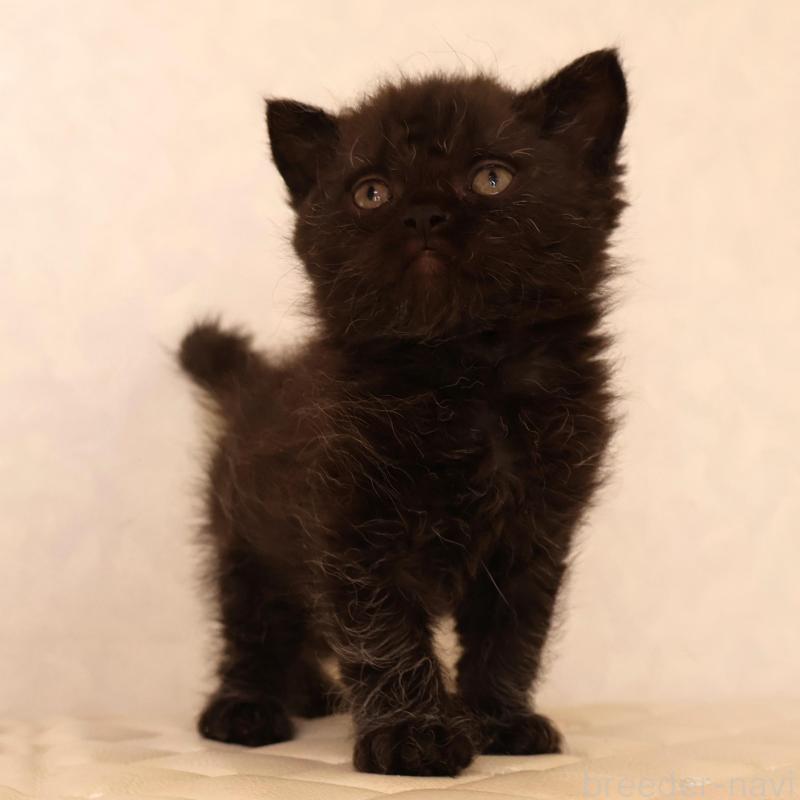 販売中の静岡県のセルカークレックス-134432の23枚目