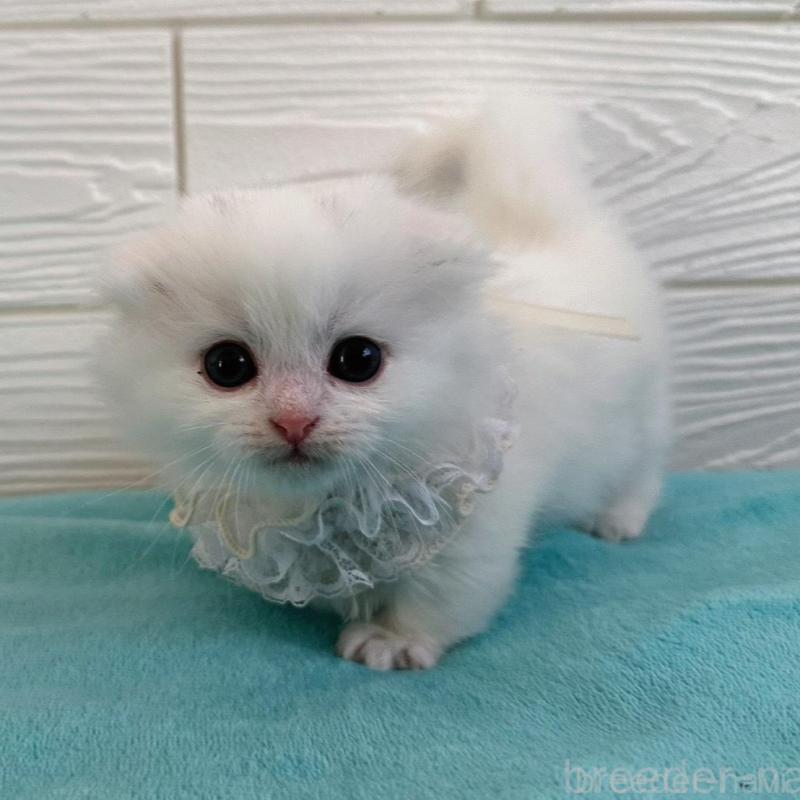 販売中の千葉県のマンチカン(短足)-135185の1枚目