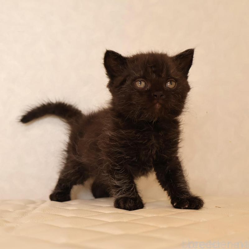 販売中の静岡県のセルカークレックス-134432の22枚目