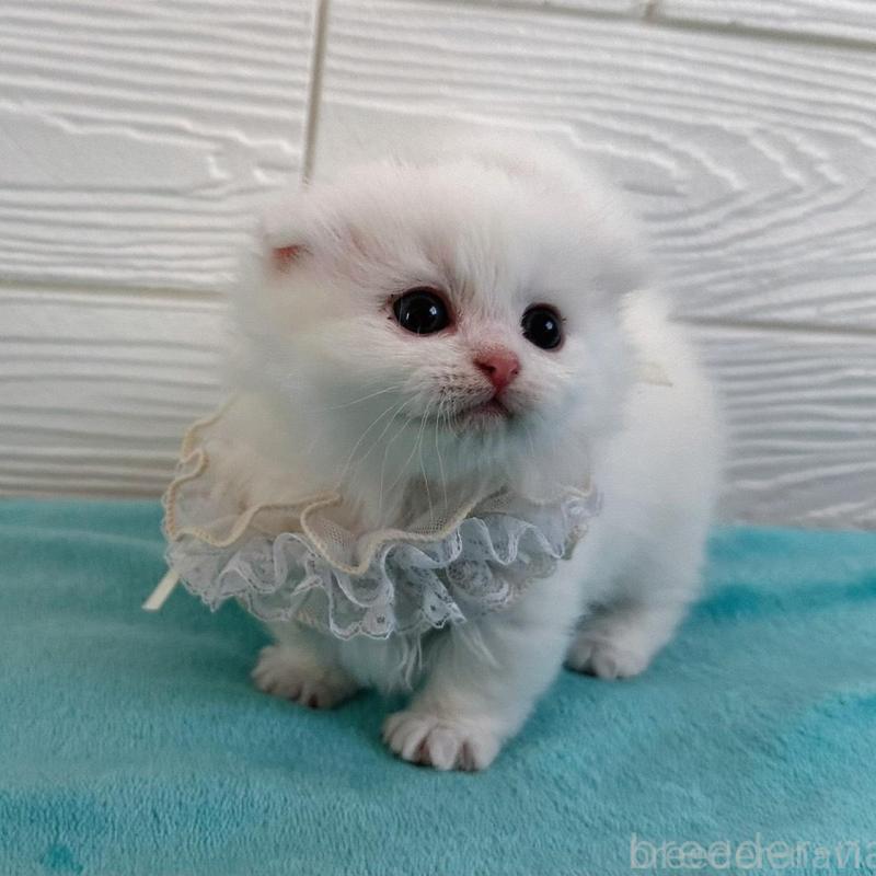 販売中の千葉県のマンチカン(短足)-135185の5枚目