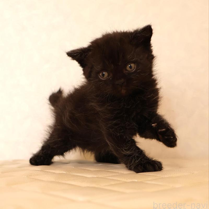 販売中の静岡県のセルカークレックス-134432の21枚目