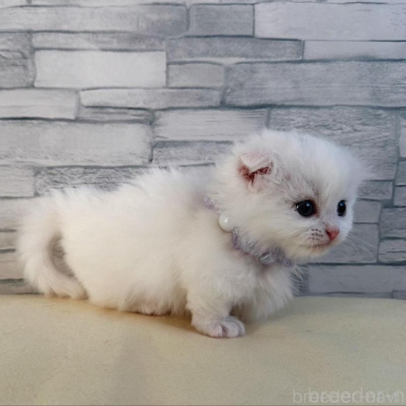 販売中の千葉県のマンチカン(短足)-135185の4枚目