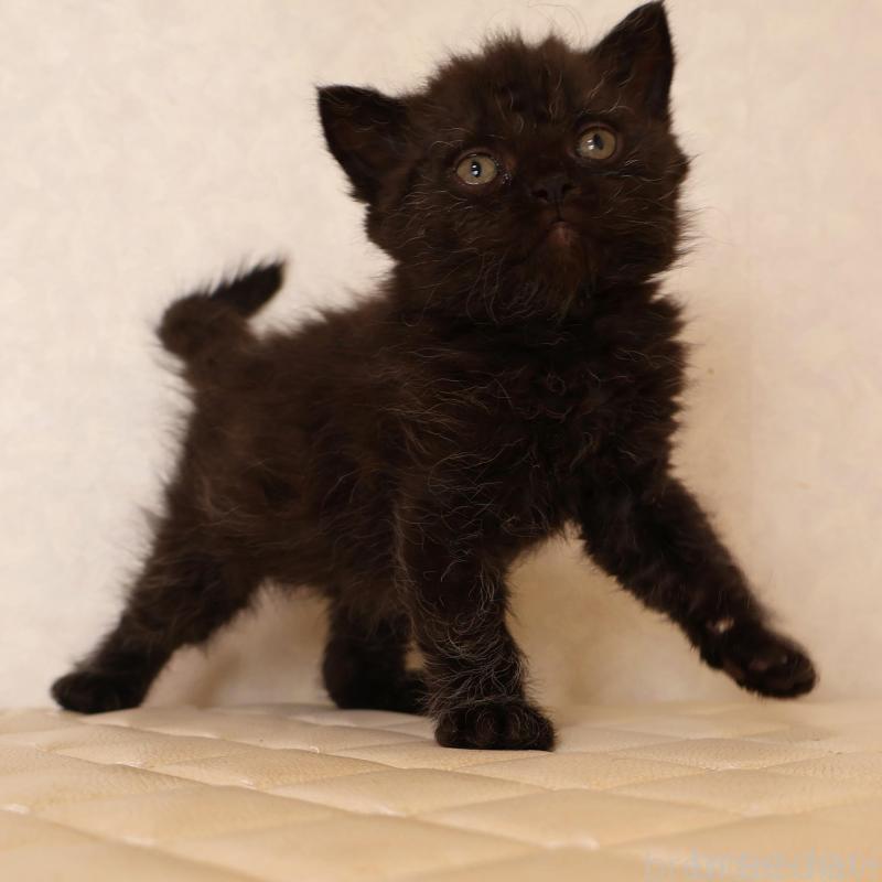 販売中の静岡県のセルカークレックス-134432の20枚目