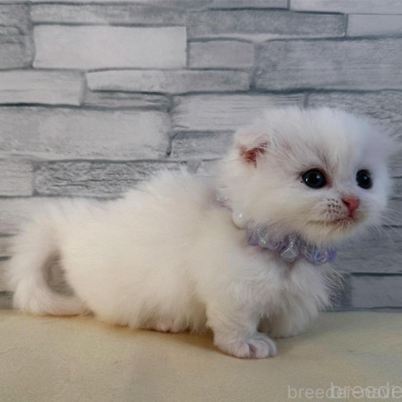 販売中の千葉県のマンチカン(短足)-135185の3枚目