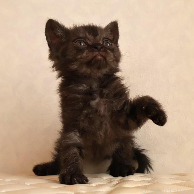 販売中の静岡県のセルカークレックス-134432の19枚目