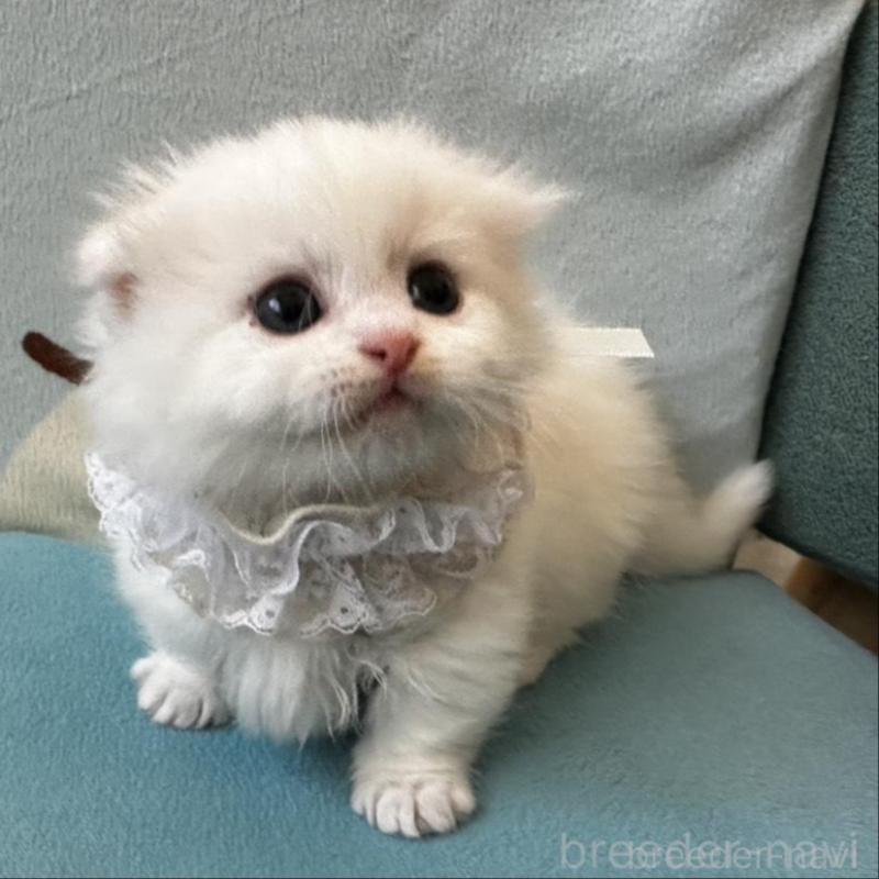 販売中の千葉県のマンチカン(短足)-135185の2枚目