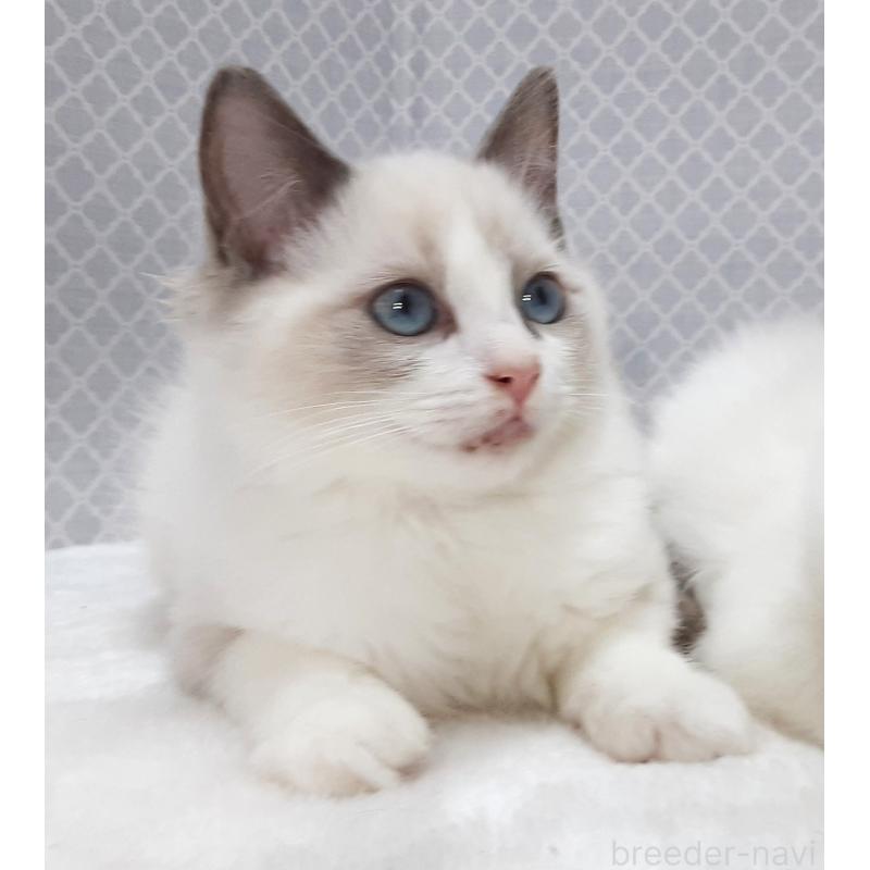 販売中の岐阜県のラグドール-135187の5枚目