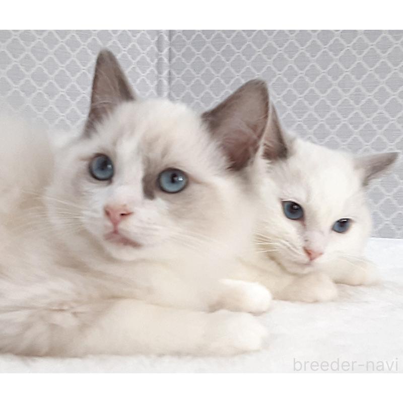 販売中の岐阜県のラグドール-135187の4枚目