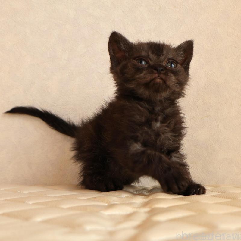 販売中の静岡県のセルカークレックス-134431の16枚目