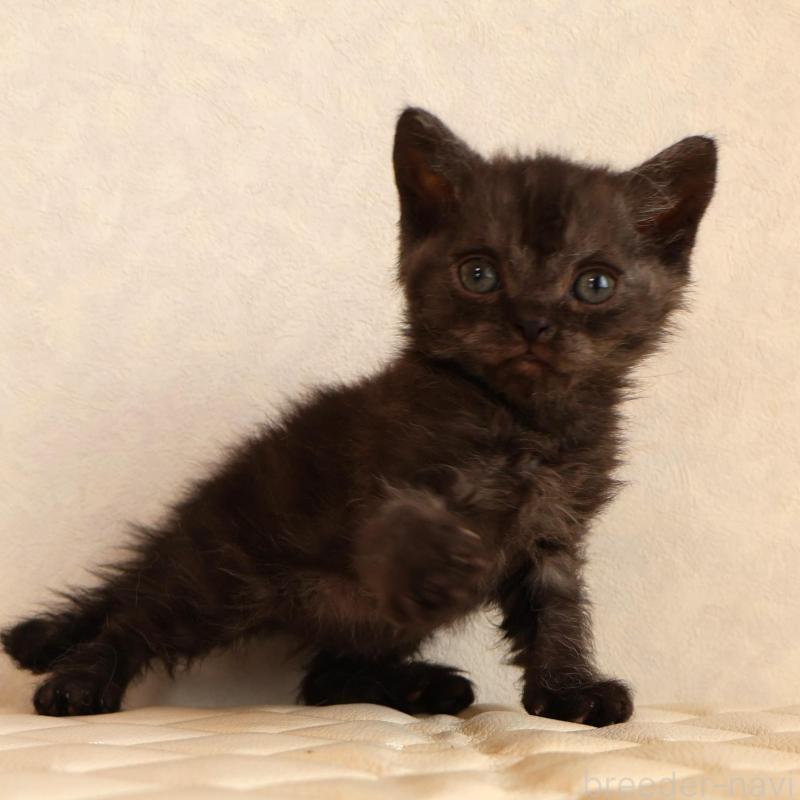 販売中の静岡県のセルカークレックス-134431の14枚目