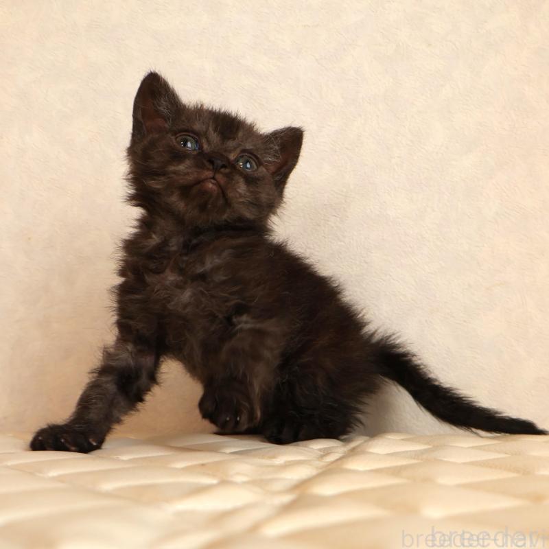 販売中の静岡県のセルカークレックス-134431の13枚目